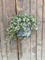 Zdjęcie rośliny Pilea Glaucophylla Greyzy, ujęcie 2