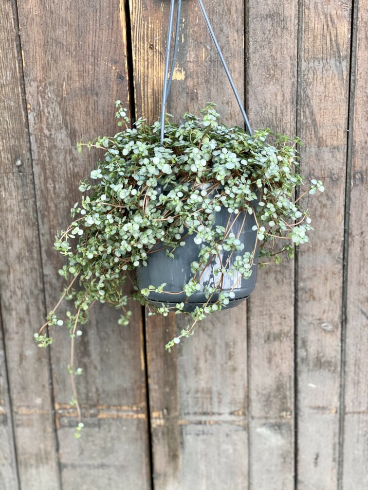 Zdjęcie rośliny Pilea Glaucophylla Greyzy, ujęcie 2