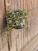 Zdjęcie rośliny Pilea Glaucophylla Greyzy, ujęcie 3