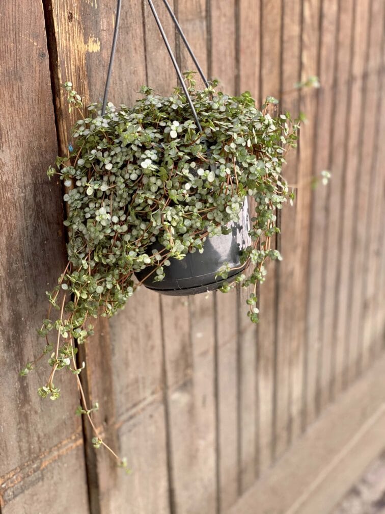 Zdjęcie rośliny Pilea Glaucophylla Greyzy, ujęcie 3