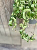 Zdjęcie rośliny Hoya carnosa compacta, ujęcie 2
