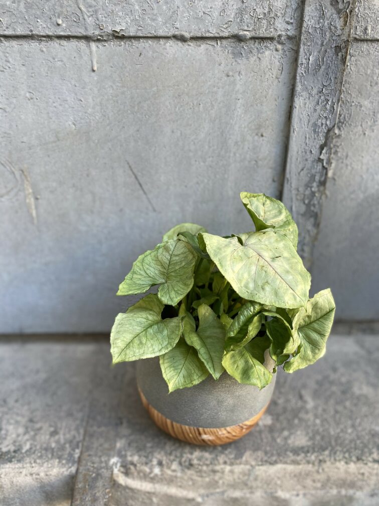 syngonium-podophyllum-roxana_12x28-0.jpg Zdjęcie rośliny Syngonium podophyllum Roxana, ujęcie 1