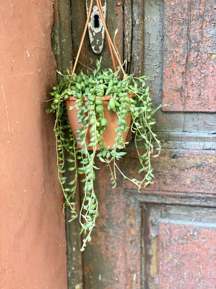 Zdjęcie rośliny Senecio Herreianus, ujęcie 3
