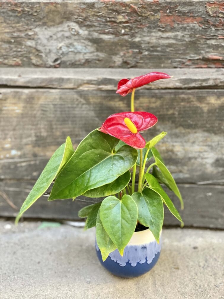 anthurium-fiesta_6x15-0.jpg Zdjęcie rośliny Anthurium Fiesta, ujęcie 1