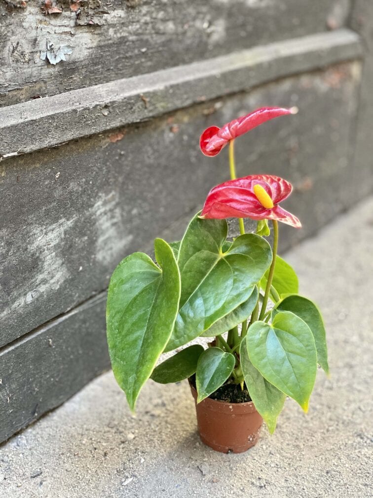 Zdjęcie rośliny Anthurium Fiesta, ujęcie 2