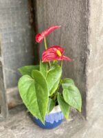 Zdjęcie rośliny Anthurium Fiesta, ujęcie 3