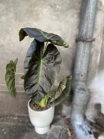 Zdjęcie rośliny Colocasia esculenta Cintho Aloha, ujęcie 1