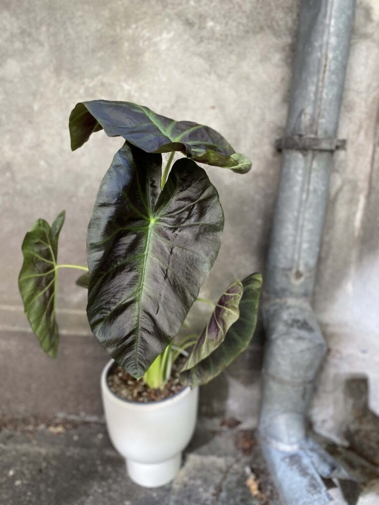 colocasia-esculenta-cintho-aloha_17x55-0.jpg Zdjęcie rośliny Colocasia esculenta Cintho Aloha, ujęcie 1