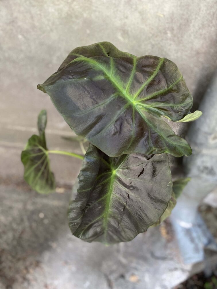 Zdjęcie rośliny Colocasia esculenta Cintho Aloha, ujęcie 2