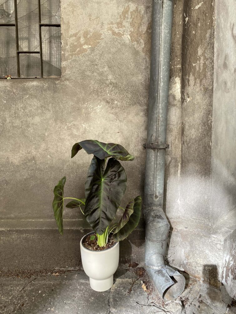 Zdjęcie rośliny Colocasia esculenta Cintho Aloha, ujęcie 3