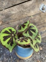 Zdjęcie rośliny Begonia masoniana "Mountain Explore", ujęcie 1