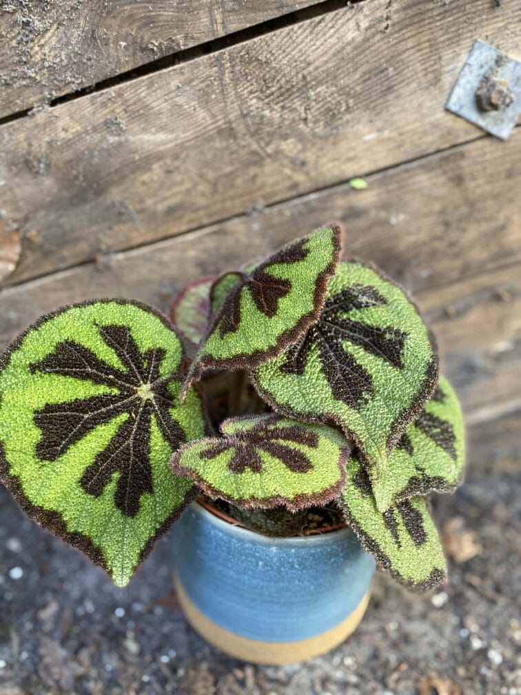 Zdjęcie rośliny Begonia masoniana "Mountain Explore", ujęcie 1