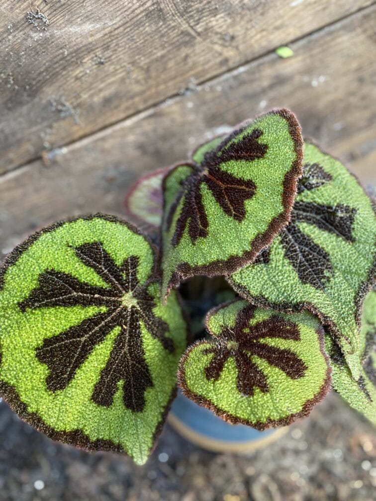 Zdjęcie rośliny Begonia masoniana "Mountain Explore", ujęcie 2