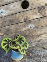 Zdjęcie rośliny Begonia masoniana "Mountain Explore", ujęcie 3