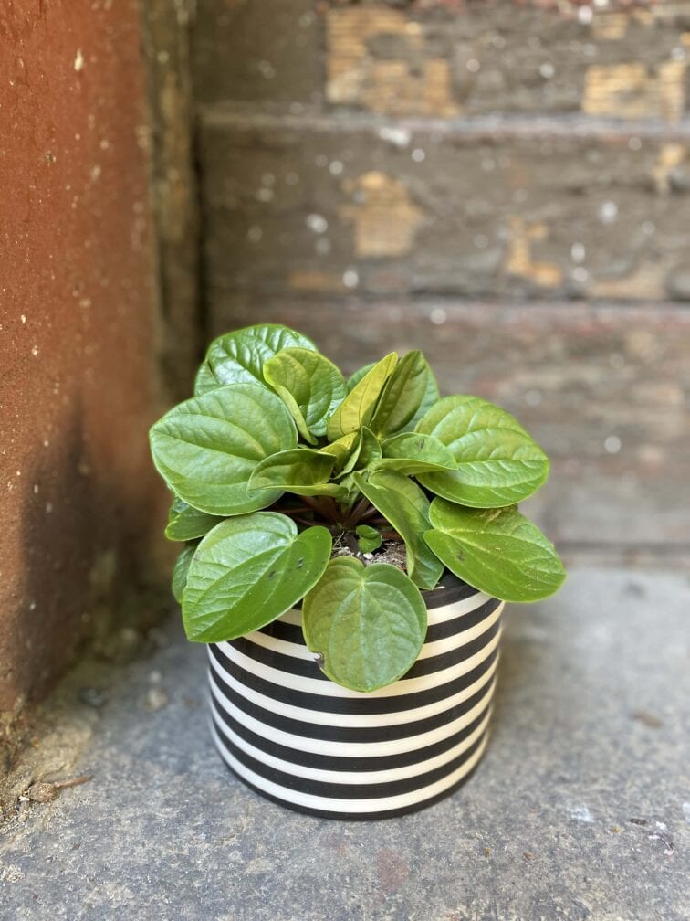 peperomia-rana-verde_10x15-0.jpg Zdjęcie rośliny Peperomia Rana Verde, ujęcie 1