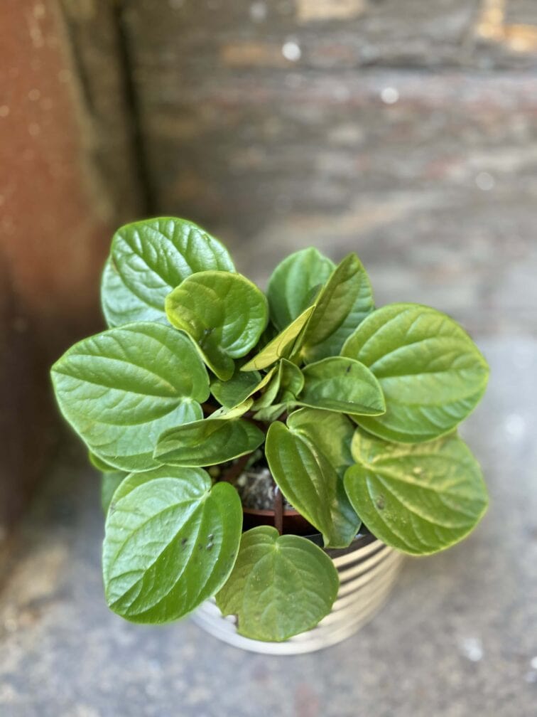 Zdjęcie rośliny Peperomia Rana Verde, ujęcie 2