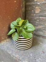 Zdjęcie rośliny Peperomia Rana Verde, ujęcie 3