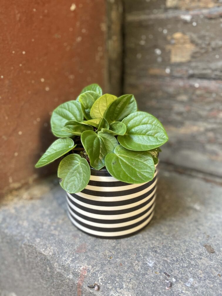 Zdjęcie rośliny Peperomia Rana Verde, ujęcie 3