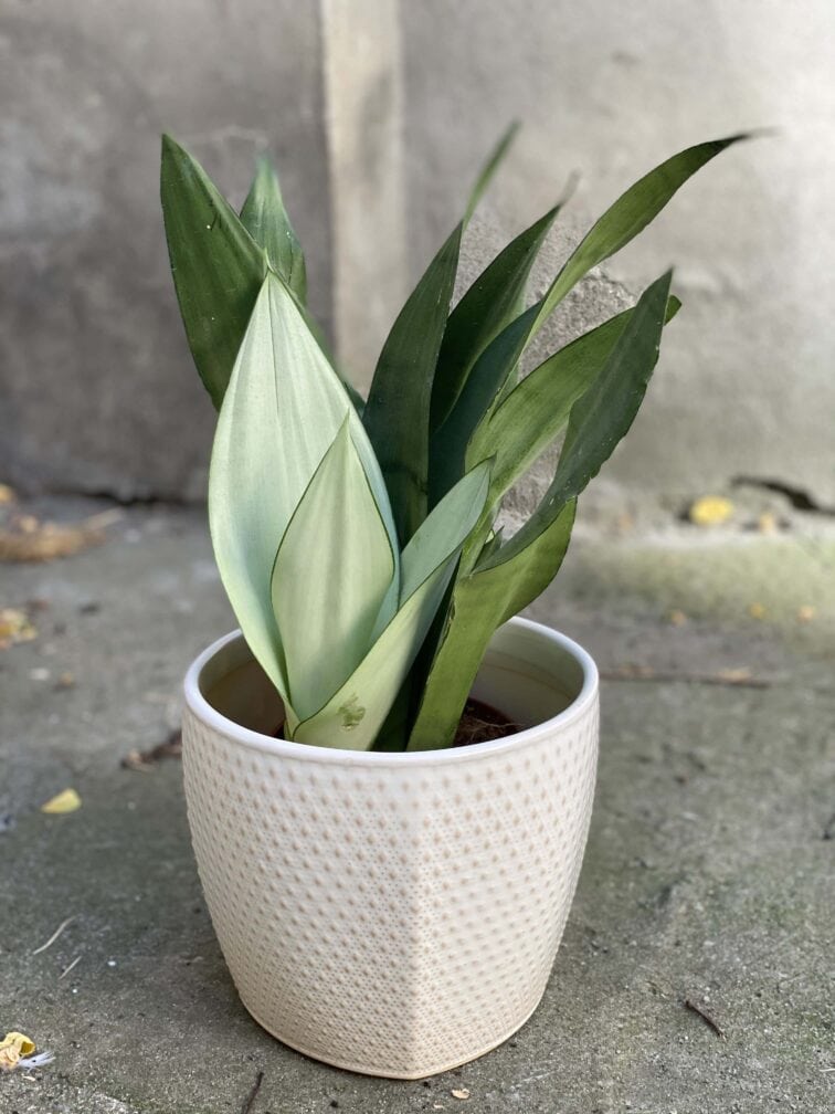sansevieria-moonshine_14x45-0.jpg Zdjęcie rośliny Sansevieria Moonshine, ujęcie 1