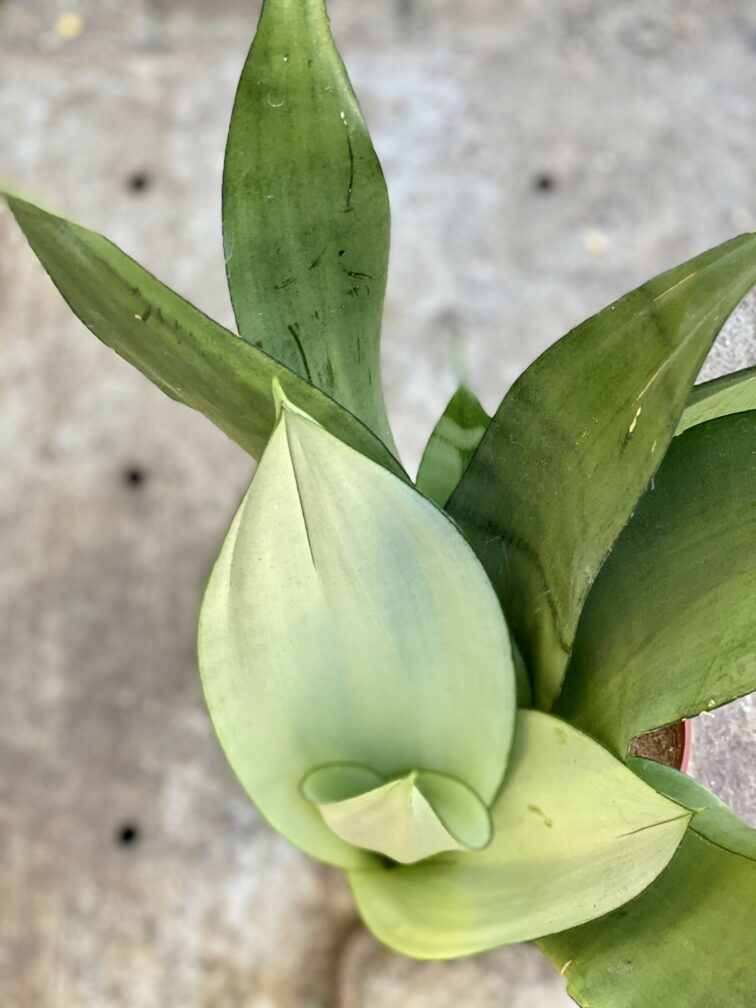 Zdjęcie rośliny Sansevieria Moonshine, ujęcie 2