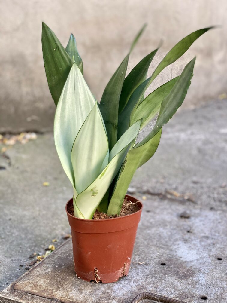 Zdjęcie rośliny Sansevieria Moonshine, ujęcie 3