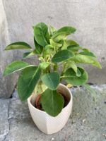 Zdjęcie rośliny Peperomia Velvet Tree, ujęcie 1