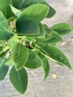 Zdjęcie rośliny Peperomia Velvet Tree, ujęcie 2