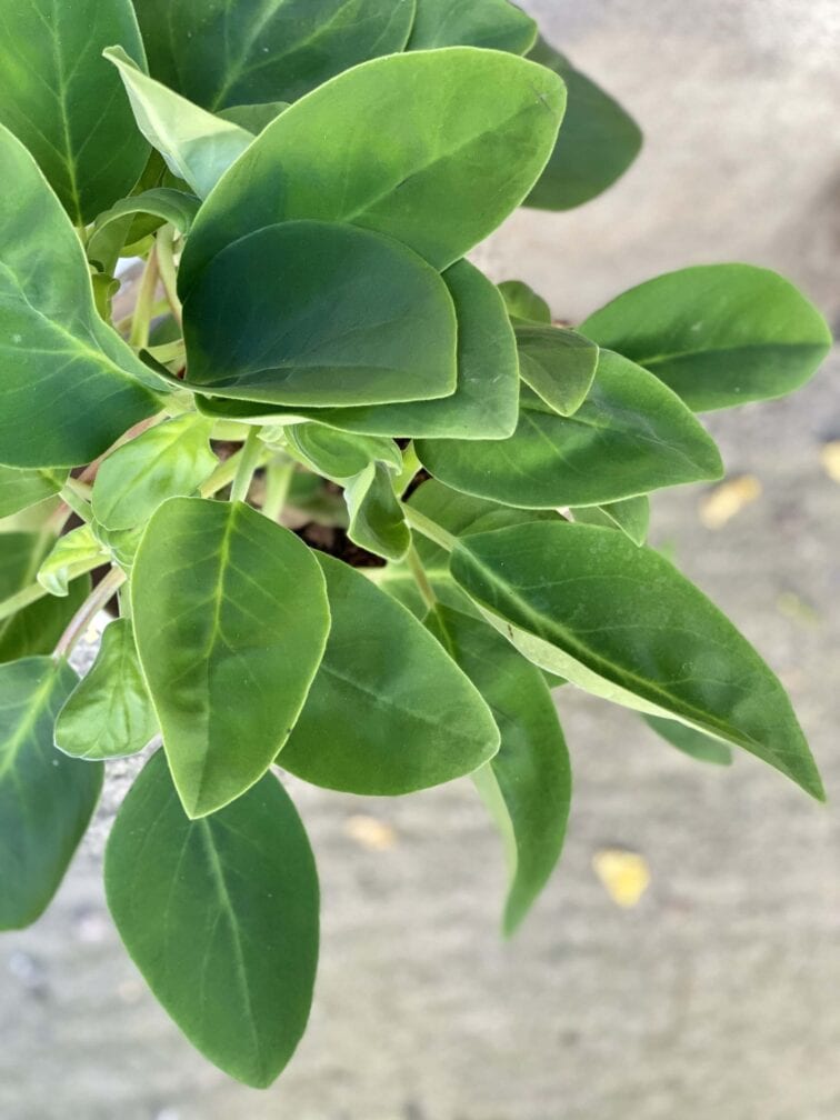 Zdjęcie rośliny Peperomia Velvet Tree, ujęcie 2