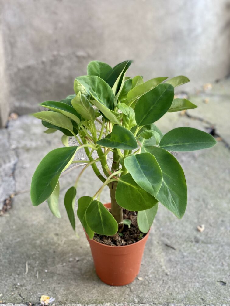 Zdjęcie rośliny Peperomia Velvet Tree, ujęcie 3