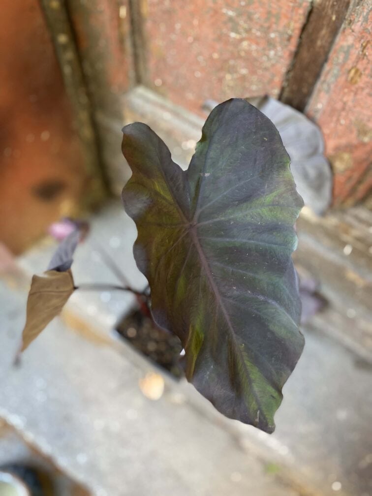 Zdjęcie rośliny Colocasia Kona Coffee, ujęcie 2