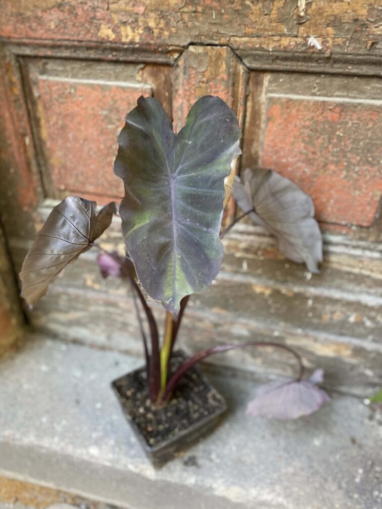 Zdjęcie rośliny Colocasia Kona Coffee, ujęcie 3