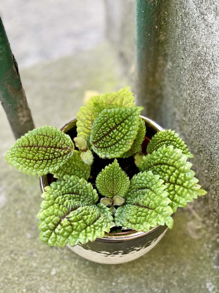 pilea-crassifolia_8x15-0.jpg Zdjęcie rośliny Pilea crassifolia, ujęcie 1
