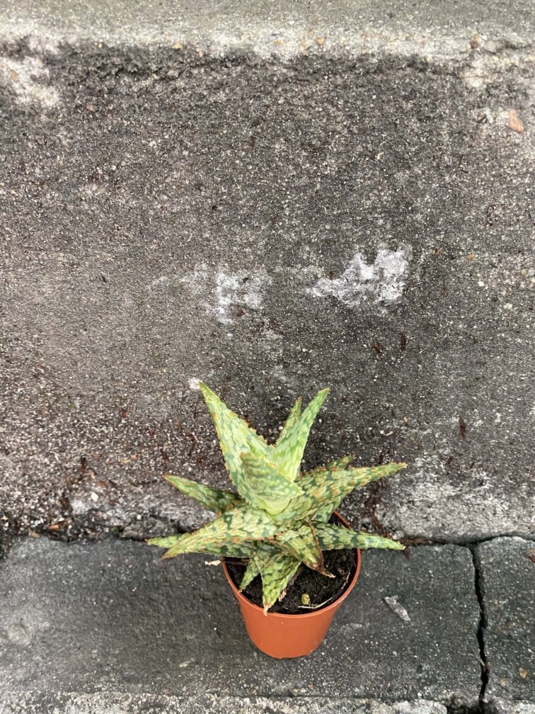 aloe-variegata_5x12-0.jpg Zdjęcie rośliny Aloe variegata, ujęcie 1