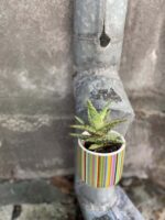 Zdjęcie rośliny Aloe variegata, ujęcie 3