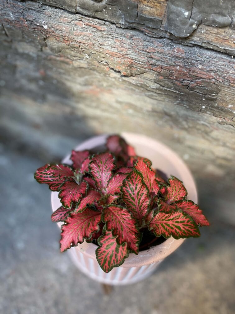 fittonia-tiger_8x10-0.jpg Zdjęcie rośliny Fittonia Tiger, ujęcie 1