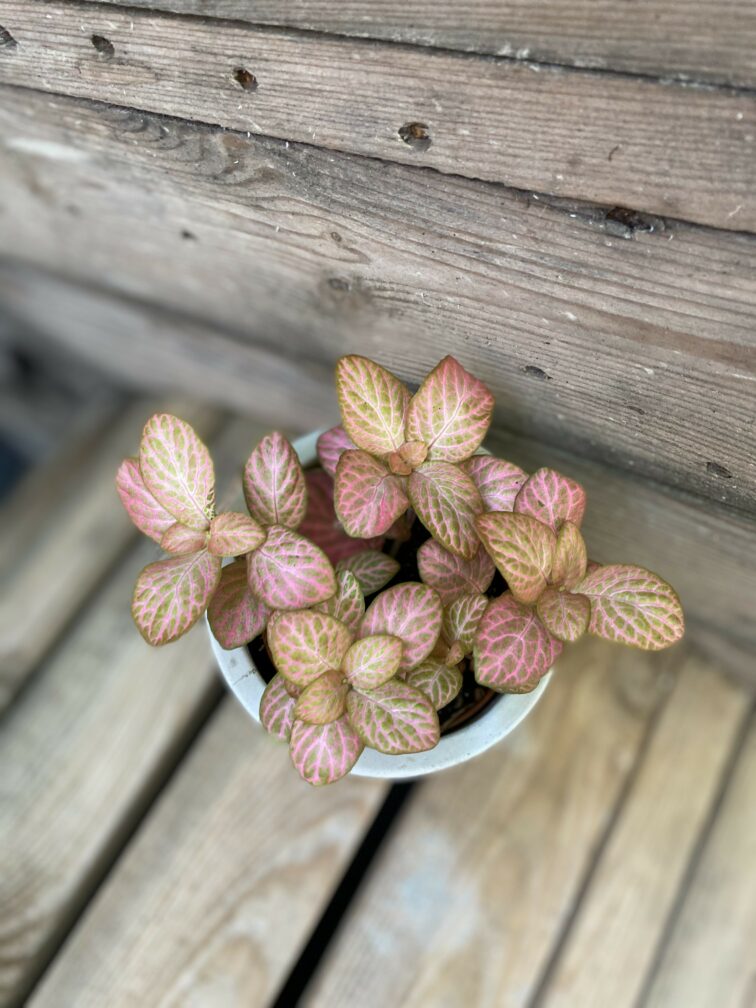 fittonia-pink_8x10-0.jpg Zdjęcie rośliny Fittonia Pink, ujęcie 1