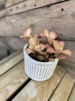 Zdjęcie rośliny Fittonia Pink, ujęcie 2