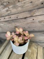 Zdjęcie rośliny Fittonia Pink, ujęcie 3