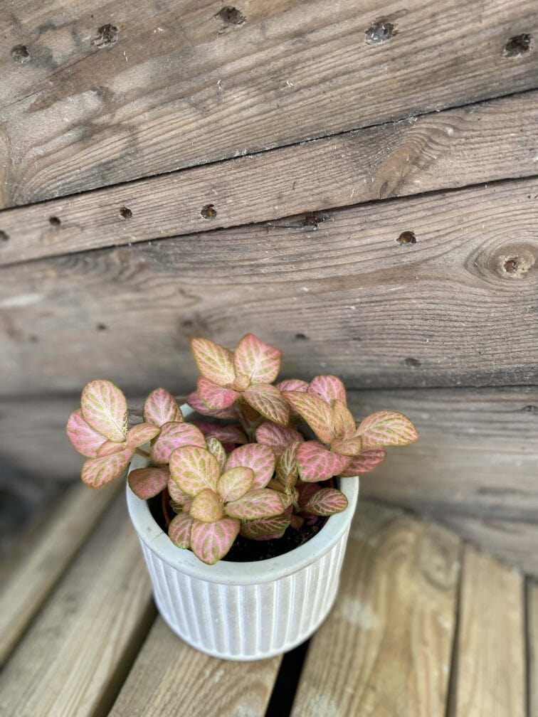 Zdjęcie rośliny Fittonia Pink, ujęcie 3