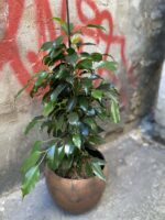 Zdjęcie rośliny Ficus Beniamina Danielle, ujęcie 1