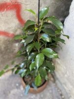 Zdjęcie rośliny Ficus Beniamina Danielle, ujęcie 2