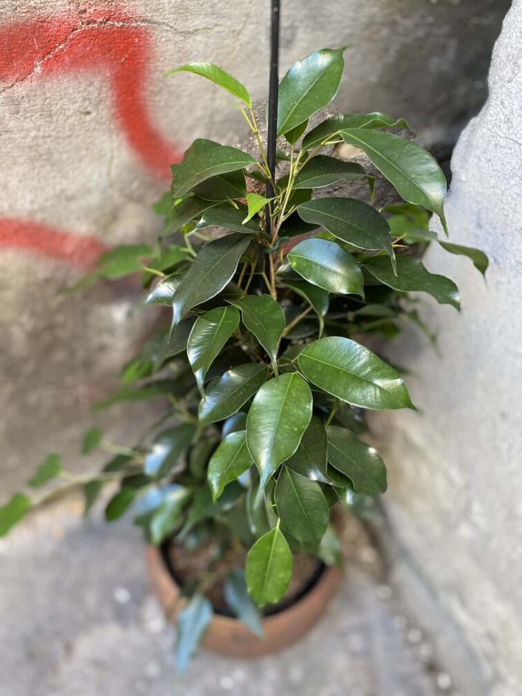 Zdjęcie rośliny Ficus Beniamina Danielle, ujęcie 2