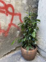Zdjęcie rośliny Ficus Beniamina Danielle, ujęcie 3