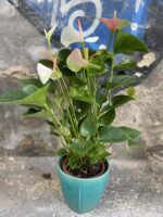 Zdjęcie rośliny Anthurium Fantasy Love, ujęcie 1