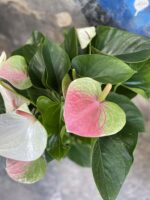 Zdjęcie rośliny Anthurium Fantasy Love, ujęcie 2