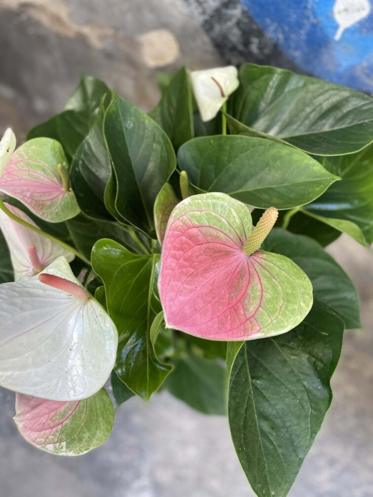 Zdjęcie rośliny Anthurium Fantasy Love, ujęcie 2
