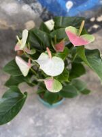 Zdjęcie rośliny Anthurium Fantasy Love, ujęcie 3