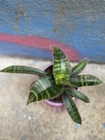 Zdjęcie rośliny Sansevieria Tabby Green, ujęcie 1