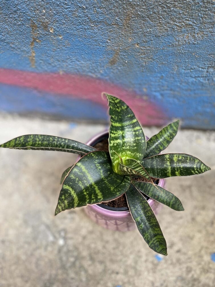Zdjęcie rośliny Sansevieria Tabby Green, ujęcie 1