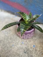 Zdjęcie rośliny Sansevieria Tabby Green, ujęcie 2
